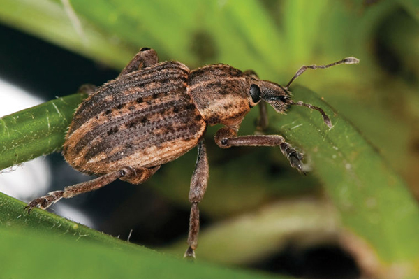 حشره بالغ سرخرطومی یونجه